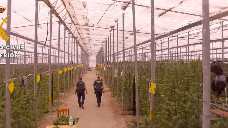 La Guardia Civil halla la mayor plantación de marihuana de la historia
