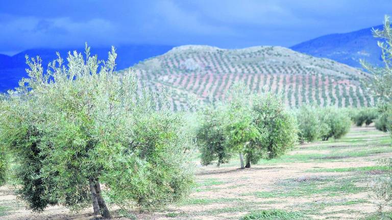 Alerta máxima por la Xylella