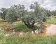 “No le veo futuro al sector agrícola con esta situación” “No le veo futuro al sector agrícola con esta situación”