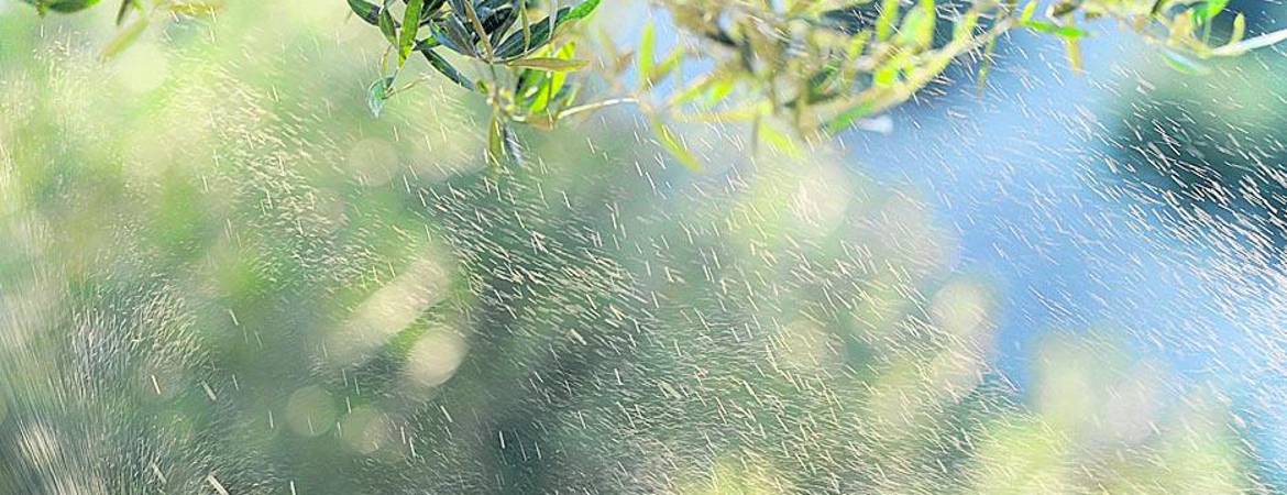 El TSJA anula el permiso para regar 8.500 hectáreas de olivar El TSJA anula el permiso para regar 8.500 hectáreas de olivar