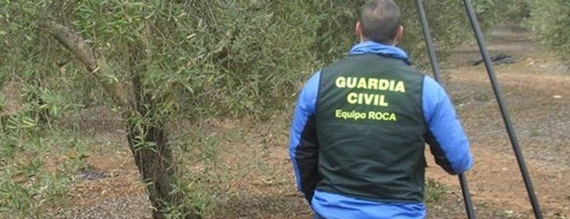 Cae una banda dedicada al robo de aceituna en Jaén Cae una banda dedicada al robo de aceituna en Jaén