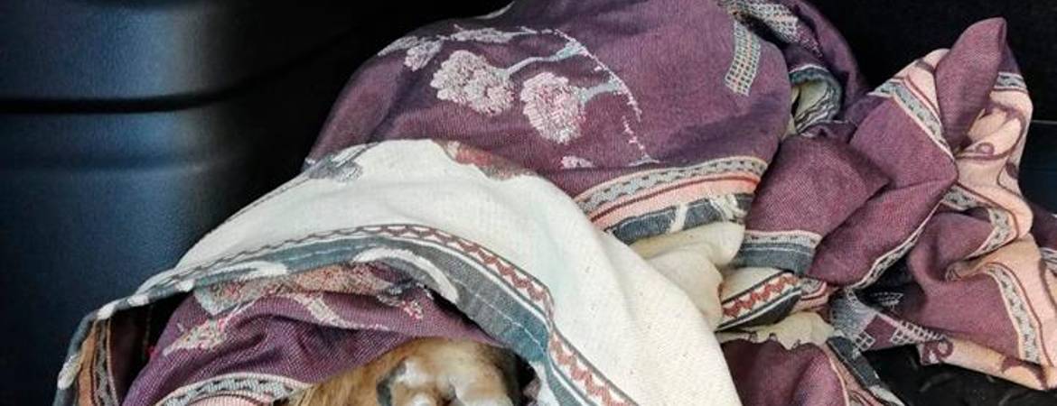 Encuentran a un búho malherido en la carretera Encuentran a un búho malherido en la carretera