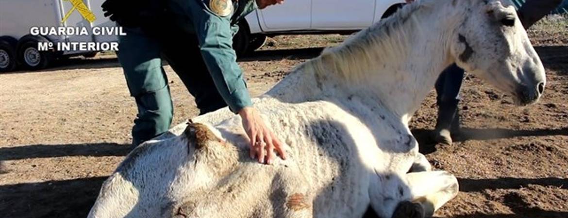 Hallan desnutridos a 12 caballos Hallan desnutridos a 12 caballos