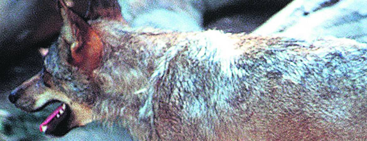Al final, tendrá que venir el lobo Al final, tendrá que venir el lobo