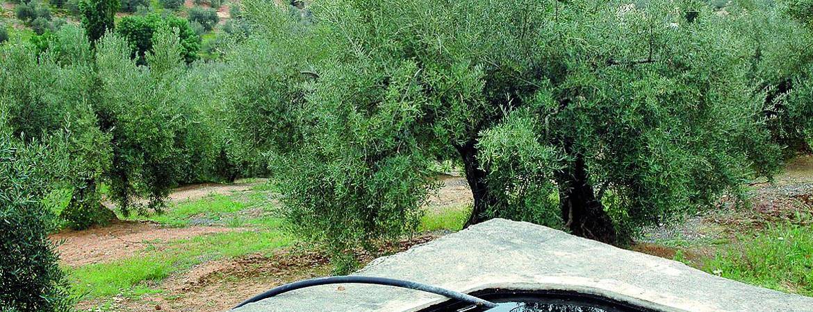 El olivar logra un riego extra para aguantar la cosecha El olivar logra un riego extra para aguantar la cosecha