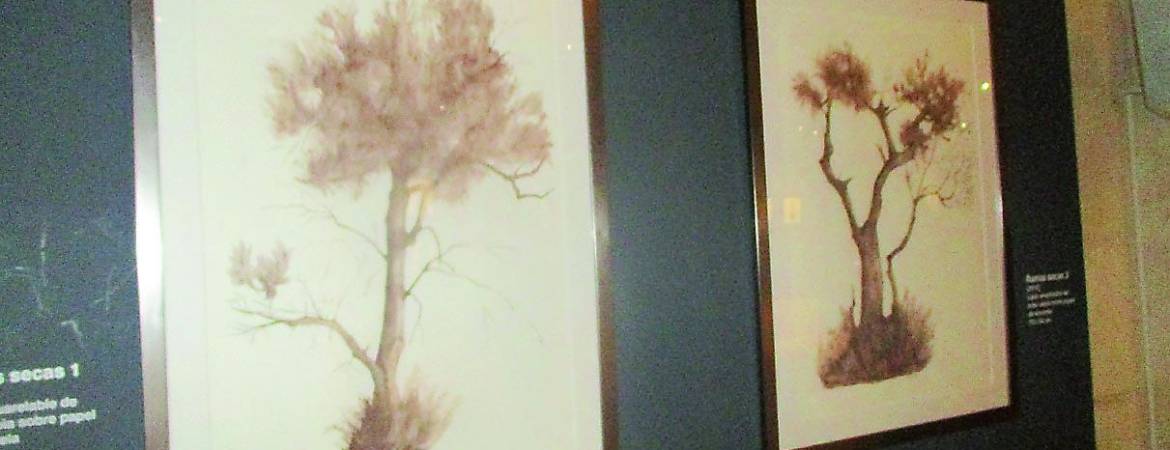Un árbol icónico de Jaén convertido en puro arte Un árbol icónico de Jaén convertido en puro arte