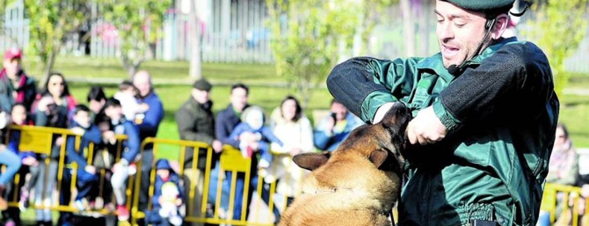 Exhibición canina en el Bulevar Exhibición canina en el Bulevar