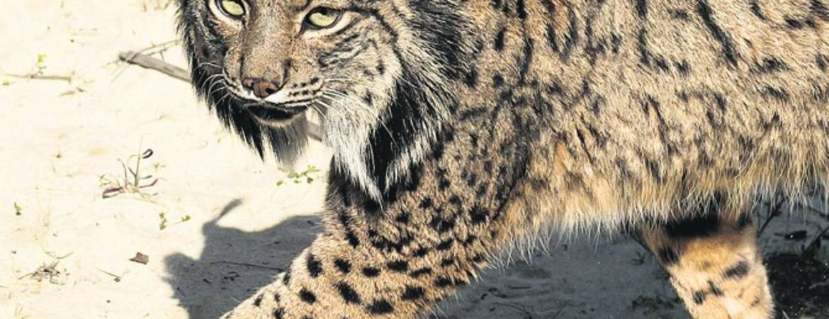 Hallan un lince muerto junto a las vías del tren Hallan un lince muerto junto a las vías del tren