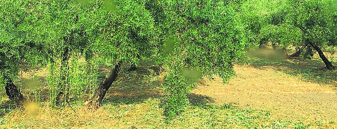 Preocupación por el efecto de las tormentas en el olivar Preocupación por el efecto de las tormentas en el olivar