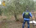 Tres investigados por el robo de más de 10 toneladas de aceituna Tres investigados por el robo de más de 10 toneladas de aceituna