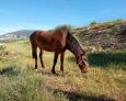 Yegua perdida en Pozo Alcón Yegua perdida en Pozo Alcón