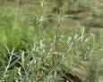 Dos plantas protegidas, en peligro por la desecación del río Zumeta Dos plantas protegidas, en peligro por la desecación del río Zumeta