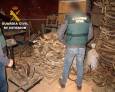 Desarticulados tres grupos por compra-venta fraudulenta de astas Desarticulados tres grupos por compra-venta fraudulenta de astas