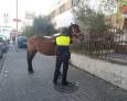 Un caballo suelto en el polígono industrial Un caballo suelto en el polígono industrial