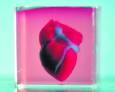 Corazón en 3D con células del propio paciente Corazón en 3D con células del propio paciente