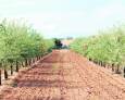 En busca de verdes rarezas En busca de verdes rarezas