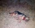Denuncia por matar a tiros a un perro Denuncia por matar a tiros a un perro