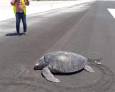 El hombre ataca de nuevo El hombre ataca de nuevo