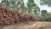 EL NEVERAL. Madera de troncos de pinos apilada en un camino de El Neveral por el que pasan los excursionistas.