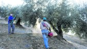 ACEITUNA. Agricultores trabajan en un olivar durante la campaña. (Agustín Muñoz). 