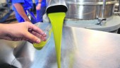 La producción del aceite de oliva alcanza las estimaciones del aforo