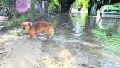 Un perro camina por el agua y el barro en una parcela inundada del Puente Jontoya.