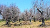 EN ALERTA. Un olivar italiano afectado por la Xylella Fastidiosa, en una imagen de archivo.