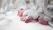 Satse denuncia que una sola enfermera atiende a 11 neonatos. 