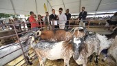 FERIA. Pilar Parra, Antonio de la Torre y Francisco Ruiz, contemplan a varios ejemplares de cabra de raza payoya, en peligro de extinción.
