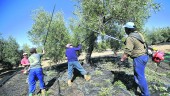 MECANIZACIÓN. Aceituneros varean las ramas de un olivo durante la campaña de recolección de aceituna. 