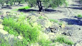 INVESTIGACIÓN. Destrozos causados en el yacimiento romano de Iliturgi, ubicado en el Cerro Maquiz de Mengíbar.