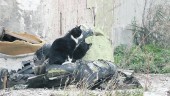 ANIMALES. Dos gatos se relacionan entre los escombros y la basura de un solar abandonado de la capital del Santo Reino.