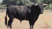 Toro “Tenebroso” de la ganadería de Soto de la Fuente, que será toreado el viernes en Sabiote. 