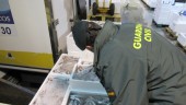 Intervenidos casi 500 kilos de pescado inmaduro en Jaén capital.
