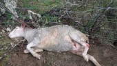 MUERTE. Uno de los ejemplares de ganado ovino atacados por perros en territorio jiennense.