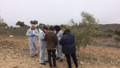 PROTOCOLO. Técnicos trabajan al lado del olivo afectado por la Xylella.