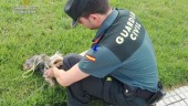 La Guardia Civil recupera 57 perros a la venta en internet de un criadero ilegal.