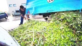 EN LA ALMAZARA. Un agricultor descarga la aceituna recogida durante la pasada campaña oleícola.