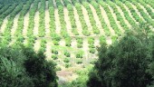 MAR DE OLIVOS. Fotografía de las amplías plantaciones de olivar que recorren todo el territorio jiennense.