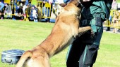 ADIESTRAMIENTO. El guardia civil Jaime Cuadros durante la exhibición canina. 