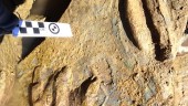 Investigadores jiennenses descubren huellas de tortugas de hace 227 millones de años.