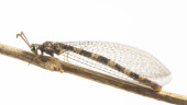 MYRMELEON. Ejemplar del insecto descubierto por investigadores de la Complutense e italianos.