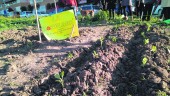 TRABAJO. Huerto urbano organizado por “La Hortelana” en el barrio del Bulevar para reivindicar la creación de este tipo de plantaciones.