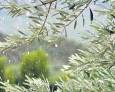 Las lluvias “llegan tarde” para asegurar una buena cosecha Las lluvias “llegan tarde” para asegurar una buena cosecha