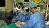 DEDICACIÓN. Dos cirujanos realizan un transplante a uno de los pacientes.