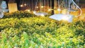 ESPLENDOR. Algunas de las plantas de marihuana decomisadas por la Policía en el marco de la operación “Chispa”.