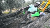 TAJO. Una cuadrilla trabaja en la recolección de la aceituna en una finca de la provincia jiennense. 