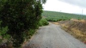 territorio. Uno de los caminos rurales que forman parte del término municipal de Linares. 