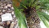 PREVENCIÓN. La Concejalía de Medio Ambiente aplica tratamientos fitosanitarios sobre unas 200 palmeras municipales.