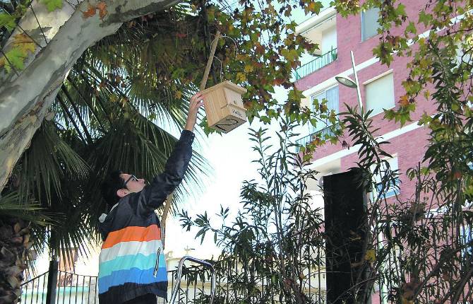 ACTIVIDAD. Una integrante de Ameco ubica una de las cajas-nido en el Parque de las Vistillas. 